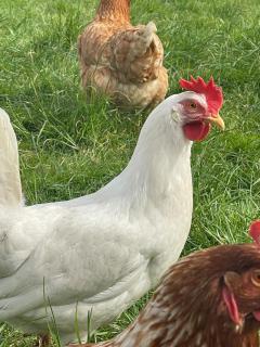 The Retreat Cornwall holiday home with hot tub - 8