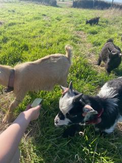 The Retreat Cornwall holiday home with hot tub - 5