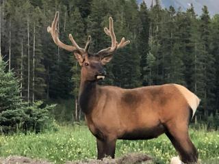 NEAR BANFF Spacious 2 bedroom Townhouse - 2