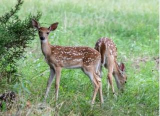Tall Pines Retreat, Dogs OK, 15 miles to LakePoint - 9