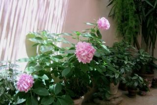 Dobra Apartments - Trogir - 5