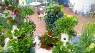 Chapala Gardens Historic West Beach 1BR - Unit 2 - 2