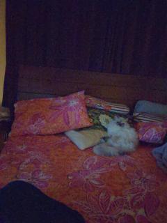 Modern One-Bedroom Suite - Goldcrest Mall DHA Phase 4 - Free Parking - 1