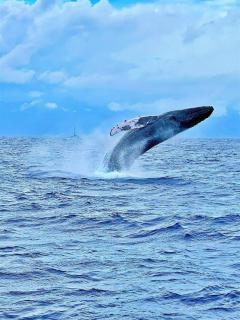 Kulakane 105 · KK105 Sunsets Ocean Views Oceanfront in West Maui - 7