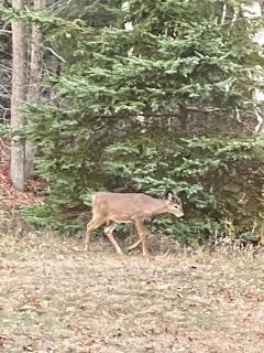 Tranquil Manitoulin Log House Retreat - 5