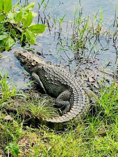 Aliya Safari Treehouse - 7