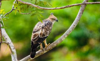 Aliya Safari Treehouse - 3