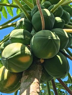 Mountain Breeze Rarotonga - 5