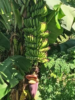 Mountain Breeze Rarotonga - 4