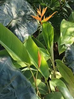 Mountain Breeze Rarotonga - 3