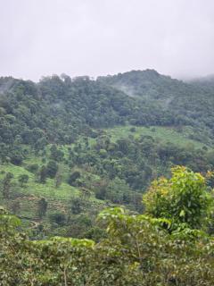 Woodshade resort - 7