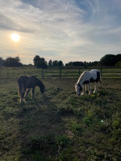 Alfie Acres - Secluded Cabin set in 5 Acres of Privacy, with Exclusive use of Swimming Pool and Hot Tub for up to 10 Guests - 3