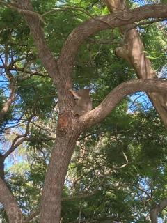 Family Bush Retreat Koalas Camping City10mins - 3