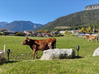 Bichler's Alpennest - 9