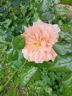 De l'Amazone à la Savane - 5