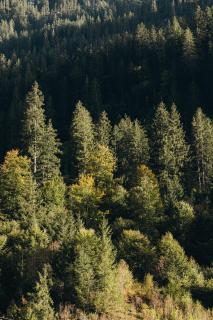 Zalbander Chalets - 4