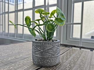 Montybell Studio Ch Ch - 5