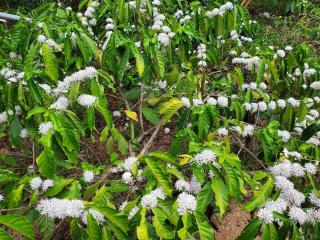 Friendz Homestay Sakleshpur - 1