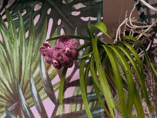 Lux Garden Loft close to Beach, Kite-school - 3