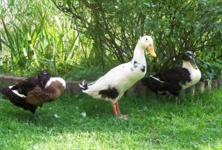 Bergchalet Klausner Edelweiß - 6