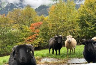 Bergchalet Klausner Edelweiß - 5