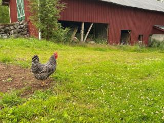 Cosy farmhouse with spa as add on service - 5