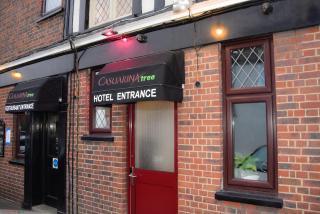 Casuarina Tree - Mitcham - 8