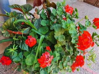 La Petite Roussette! - 5