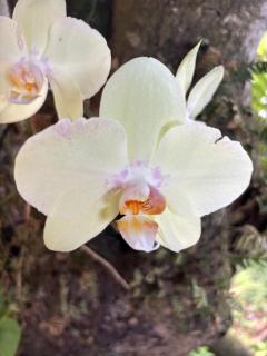 Villa Mamalouken App Maloe - 2