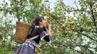 Chill Chill Mù Cang Chải homestay - 9