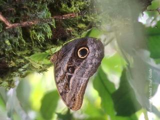 Mountain Retreat in Bijagua de Upala with Stunning Nature Views - 2