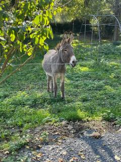 maison clôturée au pied des ânes avec jacuzzi - 4
