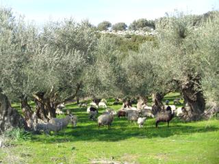 Apartment in natural stone house - 4