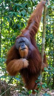 Mawas Guest House Only Book Trekking With Us - 5