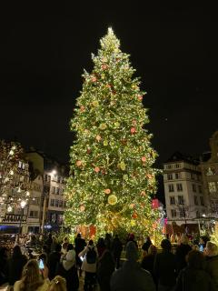 Robertsau, jardin en ville - 7