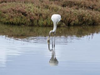 Ático con Piscina privada y Solarium en la Ràpita - 7