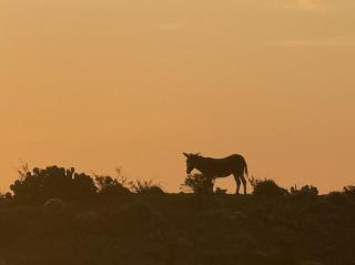 Cabin at the Hill, Close to Big Bend National Park and Terlingua Ghost Town - 1