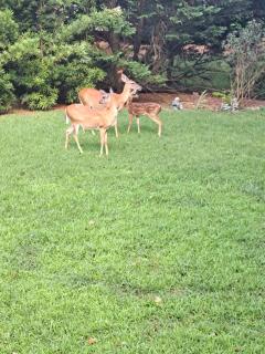 The Cardinal Room - 4