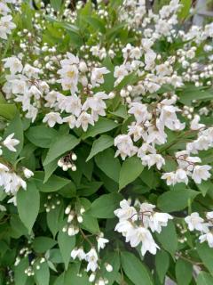 Tokyo downtown牡丹莊 - 7