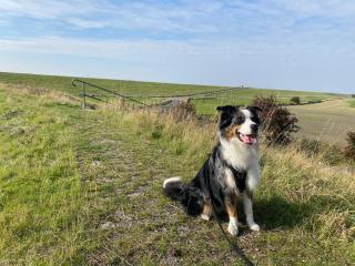 Petkumer Deichkoje - 4