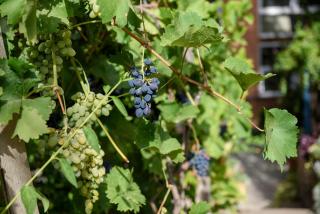 Central 1-bedroom apartment with wooden balcony! - 5