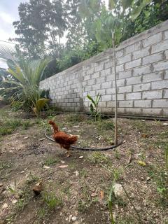 Casa Hotel Isabella - 3