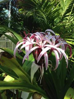 2 Bedroom Tropical Villa - 9