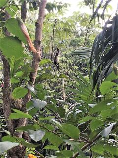 Palapa con cenote privado - 5