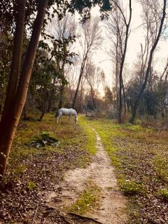 Regocijo del alma - 6