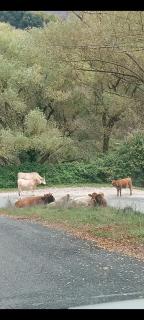 Casa Latini baita alta montagna - 7