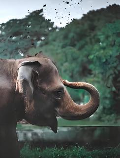 Coorg Tusker - 1