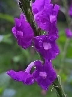 Apartment-Pura Vida-Wi-Fi-TV-WC-AC-Parqueo - Fortuna - 9