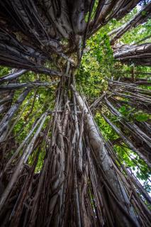 Villa du Latanier Bleu with pool - 7