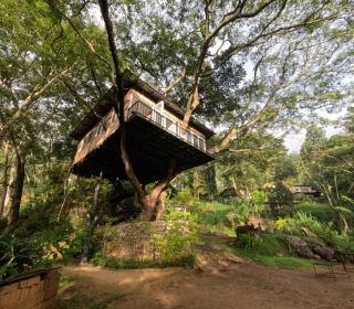 Tree Nature Resort - 6